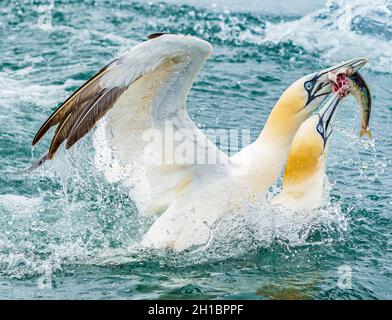 Le magnifique et majestueux Gannet avec déjeuner Banque D'Images