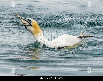 Le magnifique et majestueux Gannet Banque D'Images