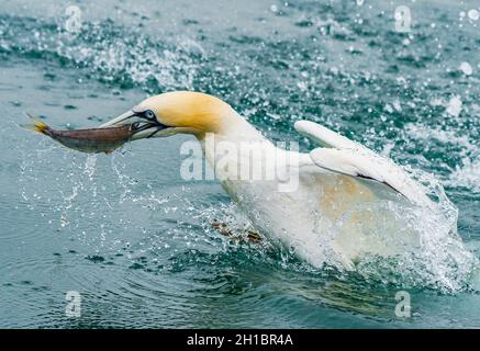 Le magnifique et majestueux Gannet avec déjeuner Banque D'Images