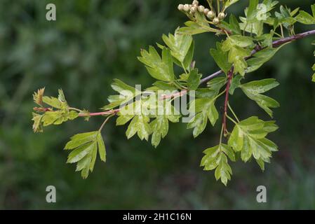 Jeunes langoustes de feuilles d'aubépine ou de mai (Crataegus monogyna) dans un hedgerow de printemps avec des bourgeons de fleurs formant, Berkshire, mai Banque D'Images