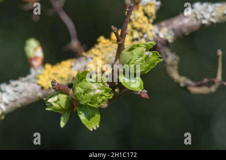 Bourgeons foliaires d'aubépine ou de mai (Crataegus monogyna) au printemps sur le bois d'un vieux buisson de hedgerow avec lichen, Berkshire, Ingland, Royaume-Uni, mars Banque D'Images
