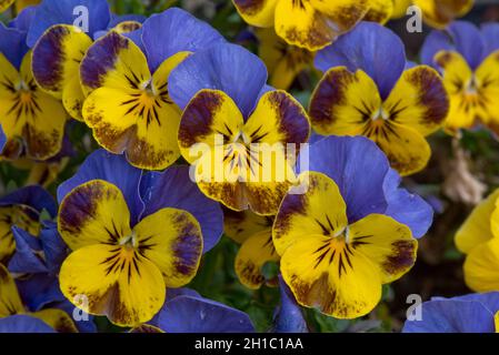 Fleurs d'une variété de pansy (Viola spp.) avec des fleurs bleues et jaunes attrayantes avec des marques pourpres, mars Banque D'Images