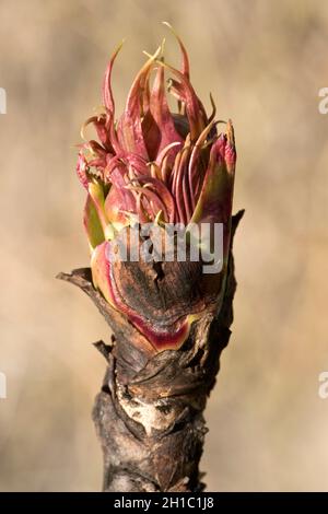 Feuilles et bourgeons de fleurs émergeant de la tige droite ligneuse d'une pivoine d'arbre de Ludlow (Paeonia ludlowii), Berkshire, mars Banque D'Images