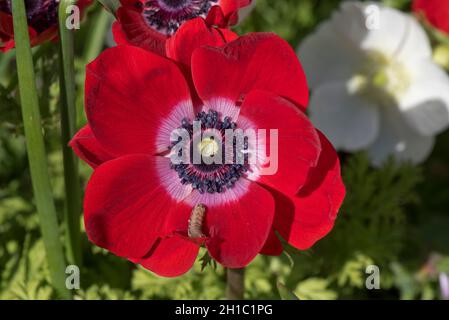 Fleur rouge d'anémone de pavot (Anemone coronaria) avec des tepals et une couronne d'étamines fortement compactés et une chenille inférieure jaune Banque D'Images