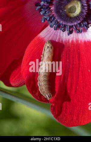 Fleur rouge d'anémone de pavot (Anemone coronaria) avec des tepals et une couronne d'étamines fortement compactés et une chenille inférieure jaune Banque D'Images