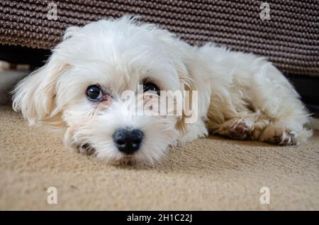 Portrait d'un chiot cavapoo de couleur blanche. Banque D'Images