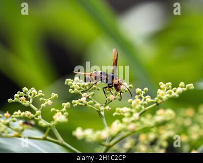 Photo macro d'un hornet à queue noire sur de petites fleurs de vigne bushkiller Banque D'Images