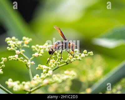 Photo macro d'un hornet à queue noire sur de petites fleurs de vigne bushkiller Banque D'Images