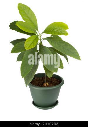 Plante d'avocat dans un pot Banque D'Images