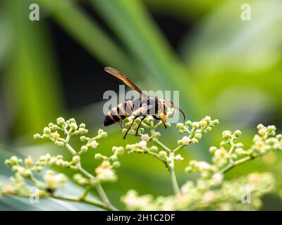 Photo macro d'un hornet à queue noire sur de petites fleurs de vigne bushkiller Banque D'Images