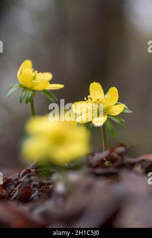 Aconite d'hiver; Eranthis hyemalis; Floraison; Royaume-Uni Banque D'Images