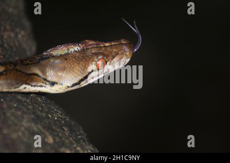Gros plan du python réticulé.Malayopython reticulatus.Cambodge. Banque D'Images
