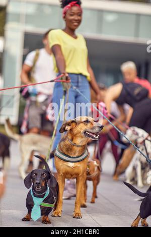 Jeune femme marcheur de chien sur le travail outisde; le style de vie de marcheur de chien Banque D'Images