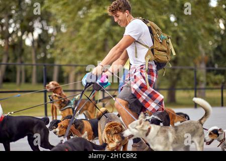 Jeune homme marcheur de chien sur le travail outisde; le style de vie de marcheur de chien Banque D'Images