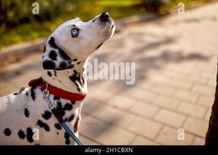 Un dalmate mignon sur la promenade lors d'une belle journée dans le parc.Animal de compagnie, ami, marche Banque D'Images