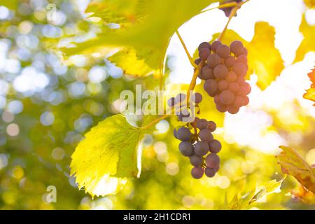 Lumière du soleil brillant à travers des grappes de raisins bleues dans un vignoble dans un village.Vendange Banque D'Images