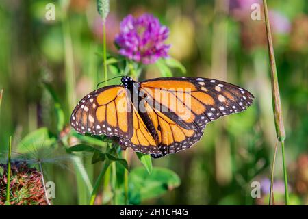 J'ai photographié ce monarque Butterfly à la recherche de pollen sur une plante de trèfle près de ma maison dans la campagne de Door County Wisconsin. Banque D'Images