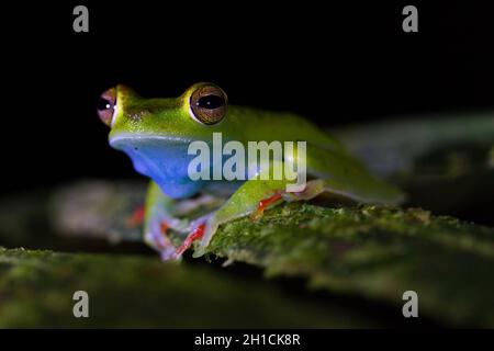 Une grenouille d'arbre à toile rouge (ou hypsiboas rufitelus) perchée sur une branche la nuit au Costa Rica Banque D'Images