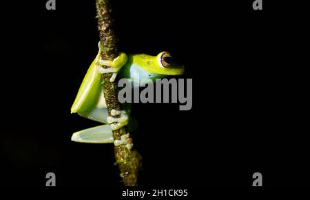 Une grenouille d'arbre à lit rouge juvénile, accrochée à une branche la nuit au Costa Rica Banque D'Images