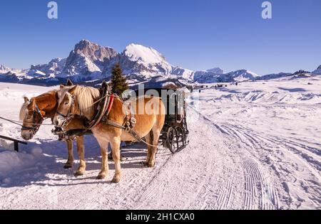 Chevaux debout dans la neige prenant une pause après avoir tiré une calèche; en arrière-plan chaîne de montagne de Langkofel Plattkofel à Alpe di siusi Seiser Alm Banque D'Images