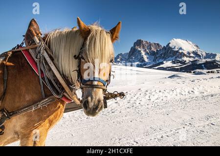 Chevaux debout dans la neige prenant une pause après avoir tiré une calèche; en arrière-plan chaîne de montagne de Langkofel Plattkofel à Alpe di siusi Seiser Alm Banque D'Images