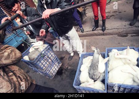 Lapin au marché des fruits de mer et des animaux dans la ville de Guangzhou dans la province de Guangdong en chine en asie de l'est. Chine, Guangzhou, Avril 2000 Banque D'Images