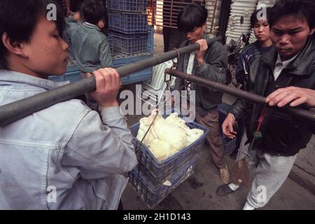 Lapin au marché des fruits de mer et des animaux dans la ville de Guangzhou dans la province de Guangdong en chine en asie de l'est. Chine, Guangzhou, Avril 2000 Banque D'Images