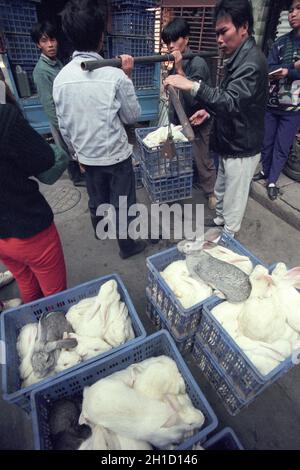 Lapin au marché des fruits de mer et des animaux dans la ville de Guangzhou dans la province de Guangdong en chine en asie de l'est. Chine, Guangzhou, Avril 2000 Banque D'Images