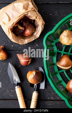 Vue ci-dessus du panier de plantation de tulipes avec des bulbes de tulipes dans un sac en papier brun.Arrière-plan de jardinage en bois noir. Banque D'Images