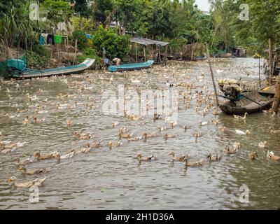 Des centaines d'oies rapatent chez elles dans le delta du Mékong après avoir régalé en amont dans un champ de riz - Chau Doc, Vietnam Banque D'Images