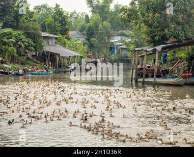 Des centaines d'oies rapatent chez elles dans le delta du Mékong après avoir régalé en amont dans un champ de riz - Chau Doc, Vietnam Banque D'Images