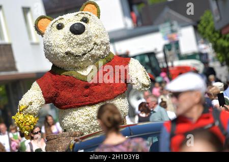 Im Ausseerland – Salzkammergut blüht die weiße sternblütige Narzisse, auch Stern-Narzisse genannt, je nach Höhenlage von Mitte Mai bis Mitte Juni. Jed Banque D'Images