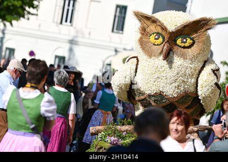 Im Ausseerland – Salzkammergut blüht die weiße sternblütige Narzisse, auch Stern-Narzisse genannt, je nach Höhenlage von Mitte Mai bis Mitte Juni. Jed Banque D'Images