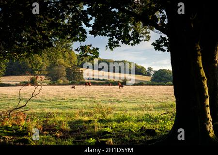 Le bétail d'Hereford paître dans la région de Ross-on-Wye, dans la vallée de Wye. Banque D'Images