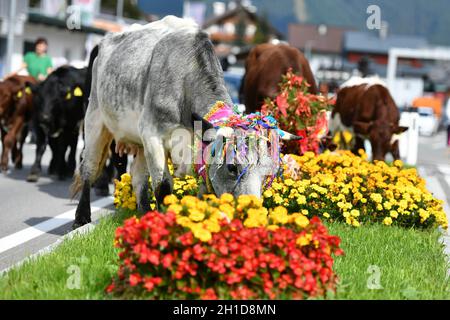 Almabtrieb in Gosau (Bezirk Gmunden, Salzkammergut, Oberösterreich) - jedes Jahr im Herbst werden die Kühe von der Alm wieder in das Tal getrieben und Banque D'Images