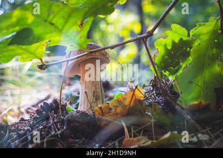 Le champignon CEP pousse sous les feuilles de chêne.Nourriture de champignons Royal cep.Boletus poussant dans la nature sauvage