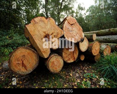 Récemment, des arbres ont été abattus comme des bûches coupées au barrage de Newmiller à Wakefield, dans le West Yorkshire. Banque D'Images