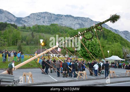 Maibaum-Aufstellen in Steinbach, Attersee (Bezirk Vöcklabruck, Oberösterreich, Österreich) - Ein Maibaum ist ein geschmückter Baum oder Baumstamm, der Banque D'Images