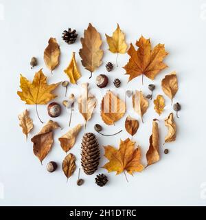 La vie des feuilles d'automne ou d'automne, des glands, des châtaignes et des cônes disposés dans un cercle isolé sur blanc conceptuel des saisons Banque D'Images