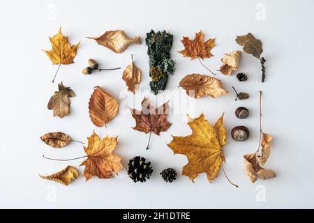 Automne saisonnier ou encore la vie d'automne avec des feuilles assorties, des cônes, des châtaignes mûres et l'écorce d'arbre avec lichen sur blanc dans un arrangement rectangulaire soigné Banque D'Images