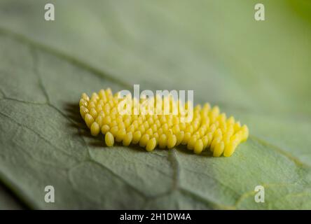 Oeufs de grand papillon blanc, Pieris brassicae sur le chou, l'Espagne. Banque D'Images