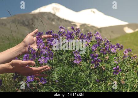 Les mains des femmes touchent les belles fleurs de géranium magnifium sur le fond du mont enneigé Elbrus. Géranium magnifiUM, crâne pourpre C Banque D'Images