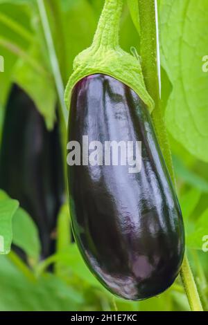 Production d'aubergines dans une serre hollandaise Banque D'Images