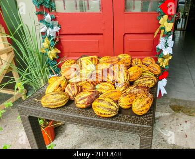 Les fruits de cacao frais à Port Limon - port maritime au Costa Rica. Banque D'Images