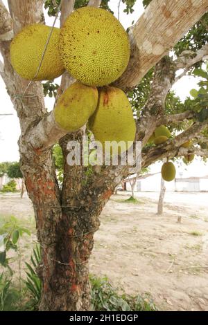 conde, bahia / brésil - 16 septembre 2012: Le jackfruit est vu avec ses fruits sur une ferme dans la ville de Conde. *** Légende locale *** Banque D'Images