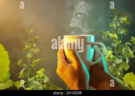 Gobelet à vapeur tenu dans les deux mains entouré de plantes à la menthe Banque D'Images