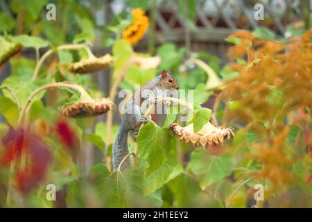 Écureuil gris de l'est (Sciurus carolinensis) grimpant sur une plante de tournesol Banque D'Images