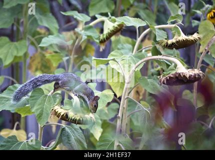 Écureuil gris de l'est (Sciurus carolinensis) grimpant sur une plante de tournesol Banque D'Images