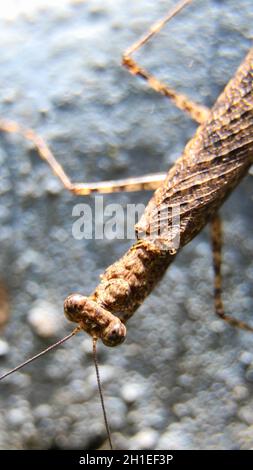 macro-photographie horizontale d'une mante de prière brune se tenant sur le bord d'un mur tiré du dessus Banque D'Images