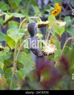 Acrobatique athlétique vif écureuil gris de l'est (Sciurus carolinensis) accroché à la plante de tournesol pour manger des graines Banque D'Images